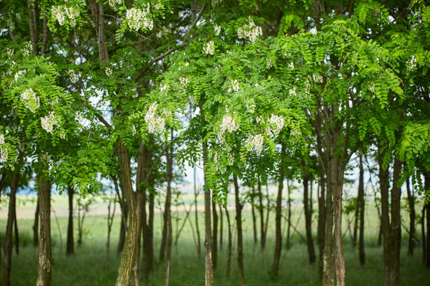 robinia forest, acacia trees, robinia trees, pseudoacacia trees, black locust trees