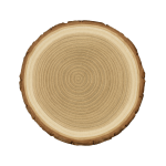 Linden logs – soft hardwood timber for export
